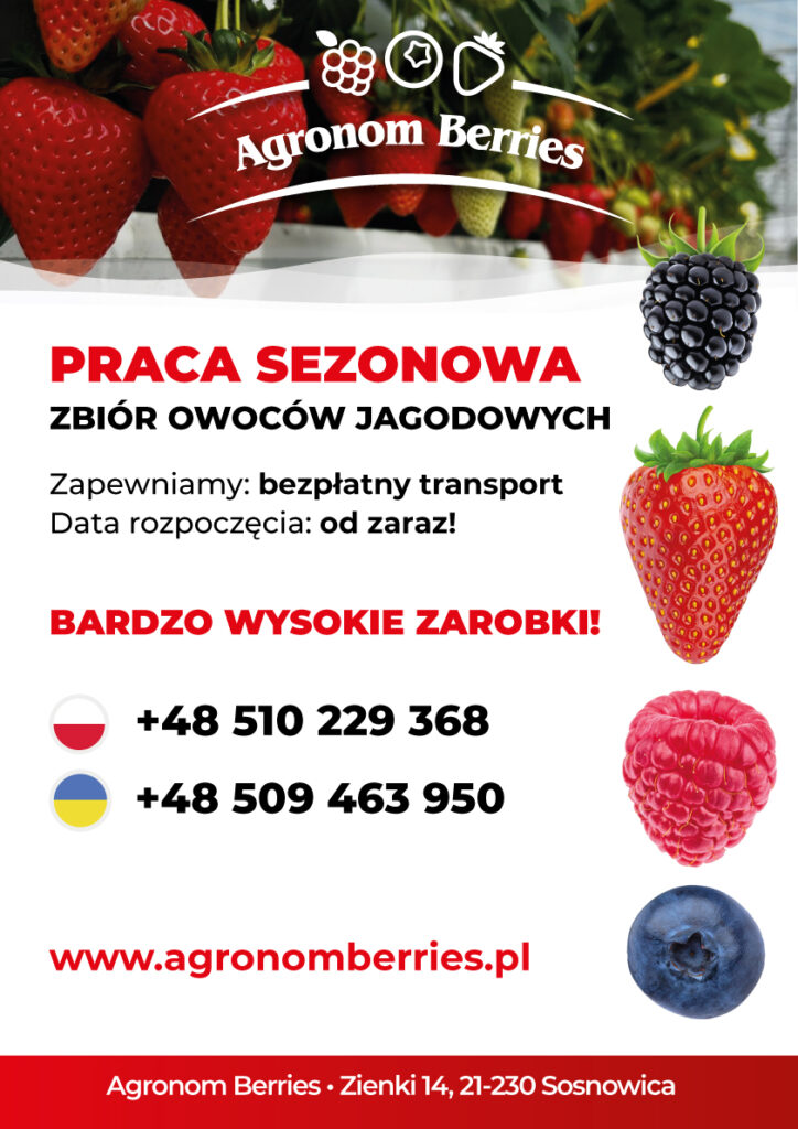 Zbiór owoców Agronom Berries