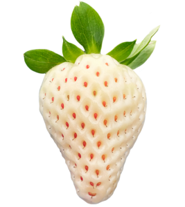 Biała Truskawka - White Strawberry